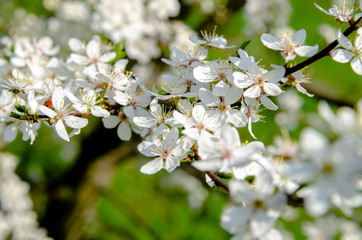 white cherry flowers on a green background