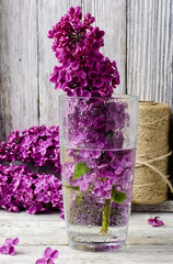 may lilacs in vase