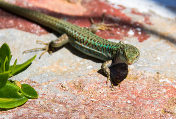 small green lizard