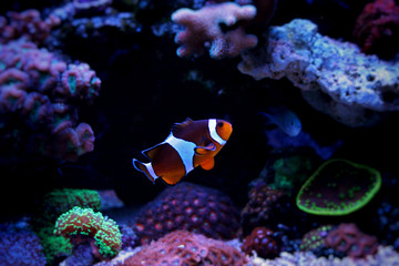Clownfish Nemo in Marine reef aquarium