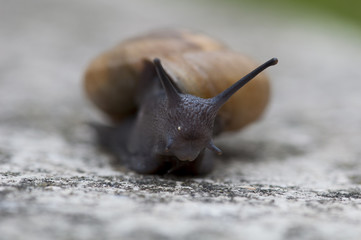 Escargot