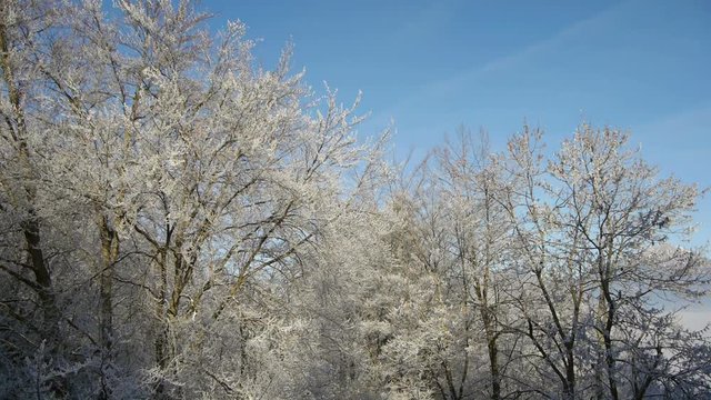 Slow close vertical lift over snowy trees and reveal mountain range with fogy landscape.
