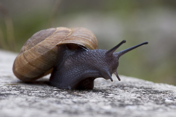 Escargot