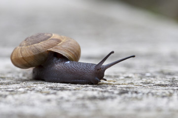Escargot