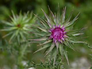 Cardo rosso (Carduus nutans)