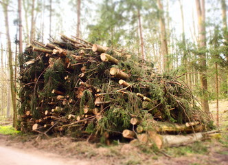 Aufgestapelte Fichtenbäume