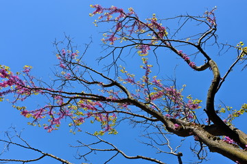 branches arbre  fleurie 2