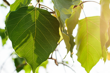 green bodhi tree leaves