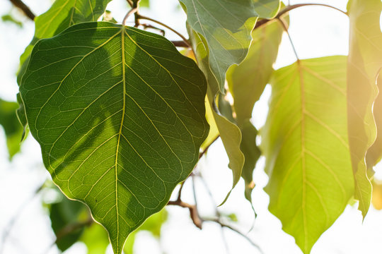 Green Bodhi Tree Leaves