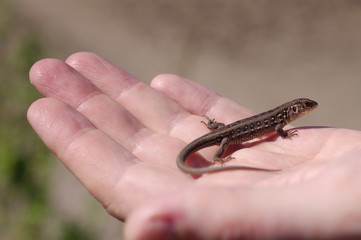Brown lizard on a hand. Brown lizard Lacerta agilis. 