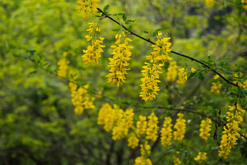 maggiociondolo (Laburnum anagyroides)