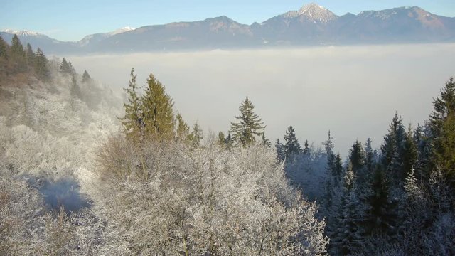 Slow lift over frosty trees and reveal mountain range with fogy landscape.
