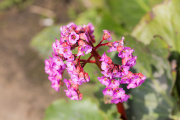 flowering saxifrage closeup
