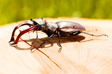 Stag beetle
