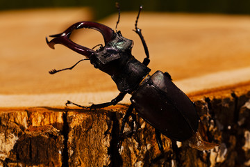Stag beetle