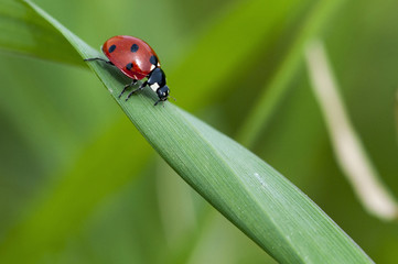 coccinelle