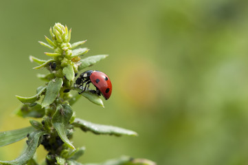 coccinelle