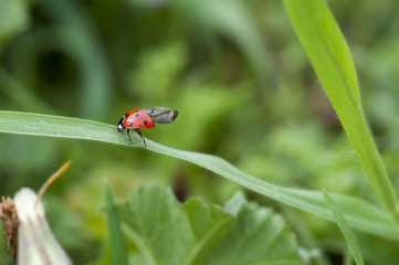 coccinelle