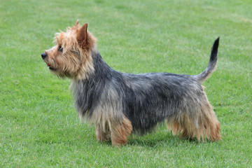 Typical  Australian Terrier in the garden