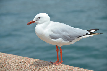 White seagull sitting on a pier
