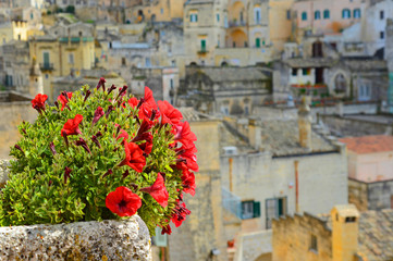 Fototapeta na wymiar Blumentopf vor Kulisse der Altstadt von Matera / Apulien, Süditalien 