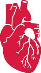 Fototapeta na wymiar Real human heart organ