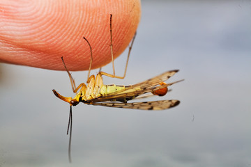 Insect on a finger