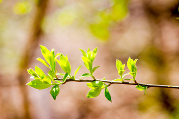 young leaves of a tree macro