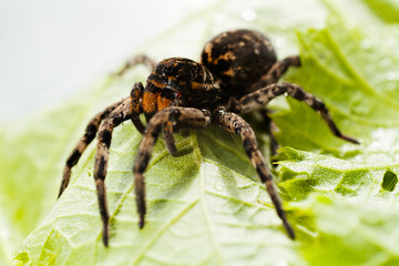 Spider on a green leaf