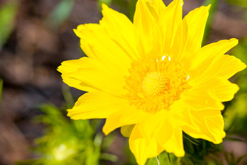 yellow flower macro
