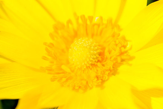 Fototapeta yellow flower macro