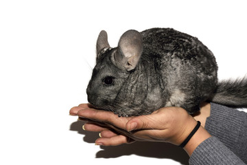 Young chinchilla on hands