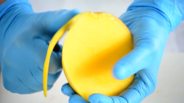 Hands of chef with a knife cutting a mango fruit