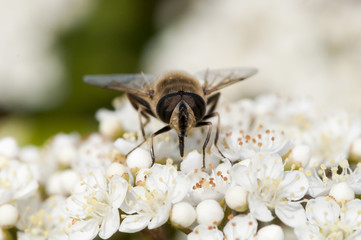 syrphe qui butine 