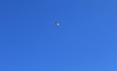 Egret in the sky 