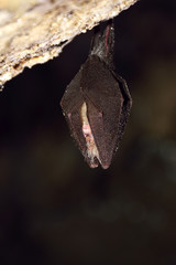 Greater horseshoe bat( Rhinolophus ferrumequinum)