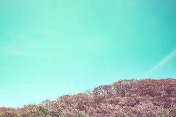 Zelfklevend Fotobehang Vintage filter van groene boom en berg met blauwe lucht, landschap © weedezign