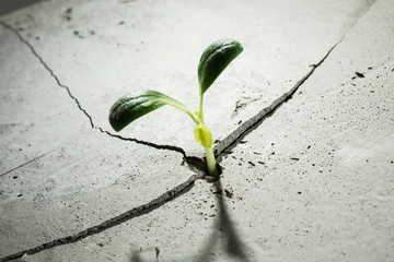 New growing life