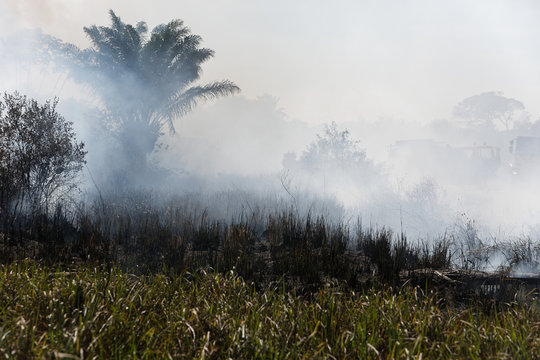 feu de savane en saison sèche en Guyane française