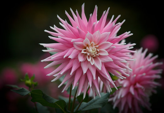 Closeup of a pink white colored dahlia flower in a natural environment 