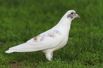 White Pigeon among green grass
