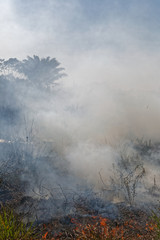 Fototapeta premium Feu de savane sur la route de Mana en Guyane française