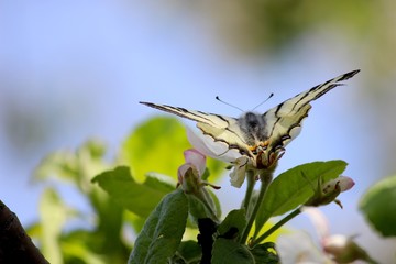 Бабочка на цветах яблони