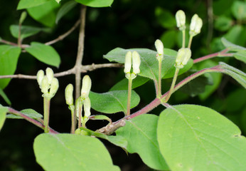 Knospen der schwarzen Heckenkirsche