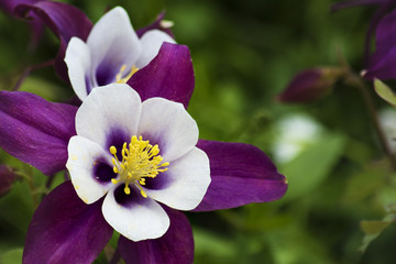 Common Columbine in a garden