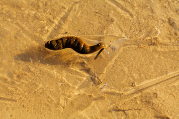 Leech in shallow water