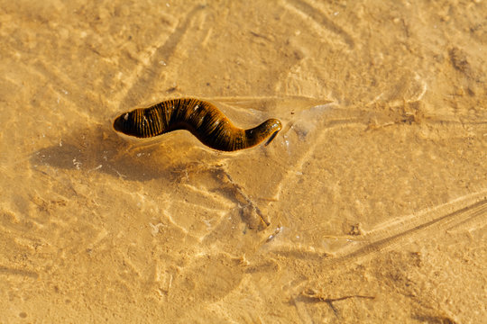 Leech in shallow water