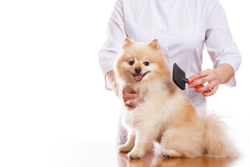 the veterinarian holds the dog, Spitz combs and comb, isolated background