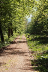Waldweg