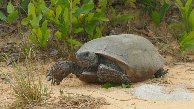 4K Gopher Tortoise (Gopherus polyphemus) 4